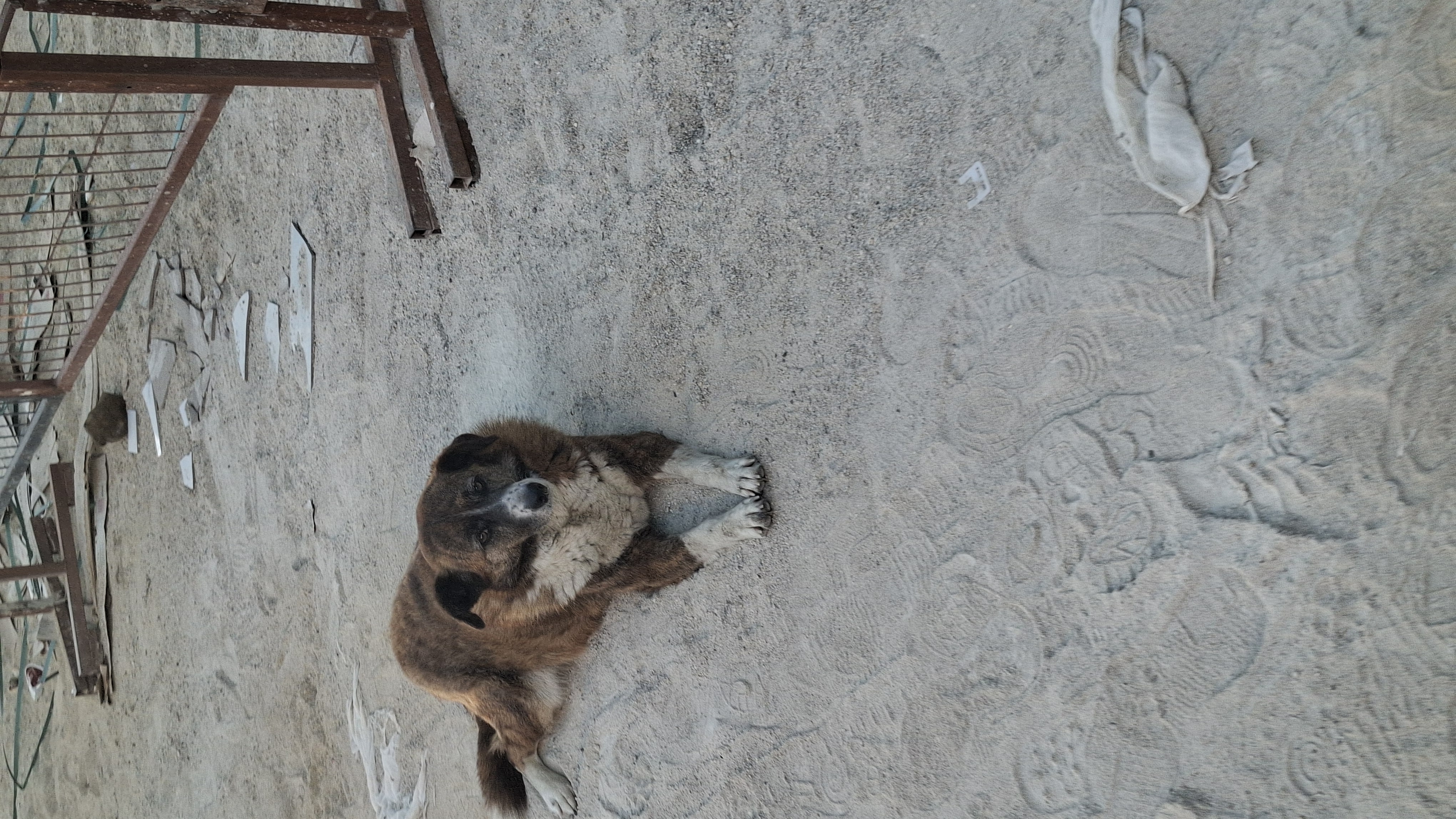 Sokak Köpeğe(test)
